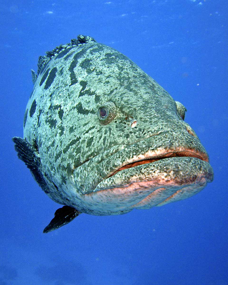 A potato grouper seen diving in Madeira Portugal