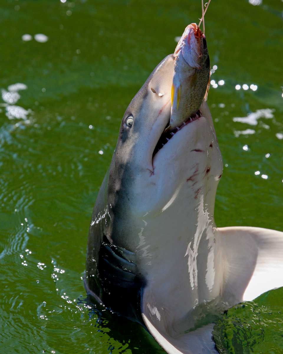 A shark feeding on a fish on a tour from Key West Florida