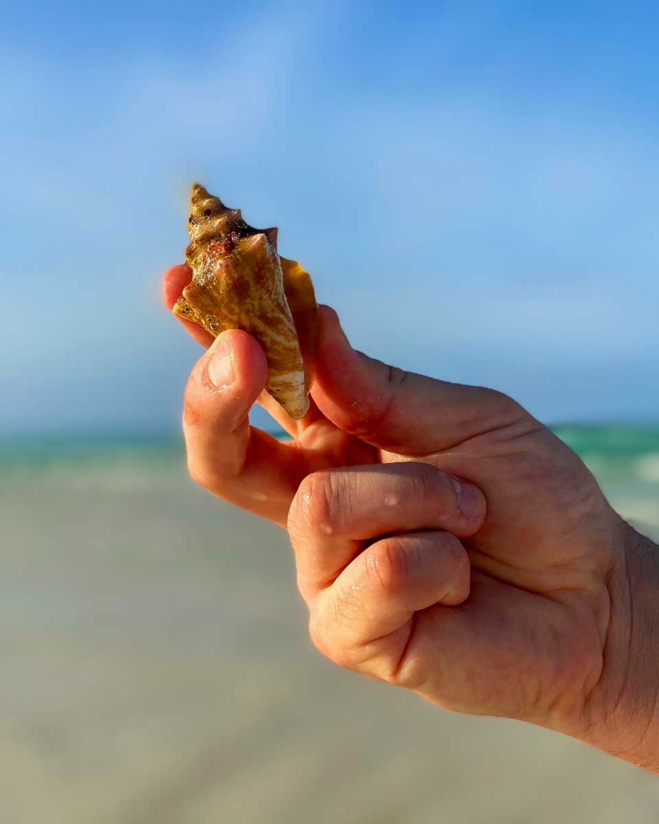 A shell collected on Marco Island during a wildlife tour from Naples Florida