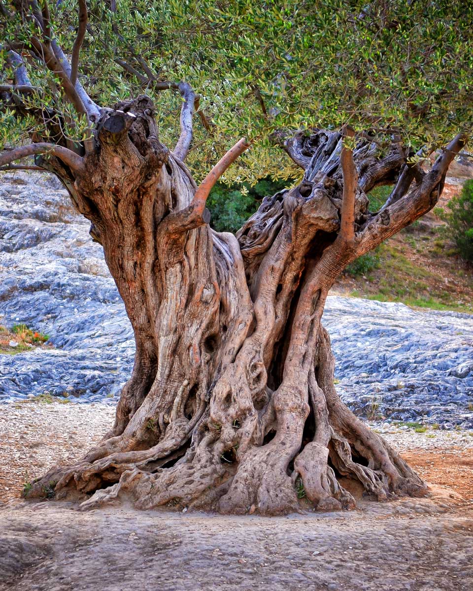 An-olive-tree-seen-on-a-tour-from-Corfu Greece