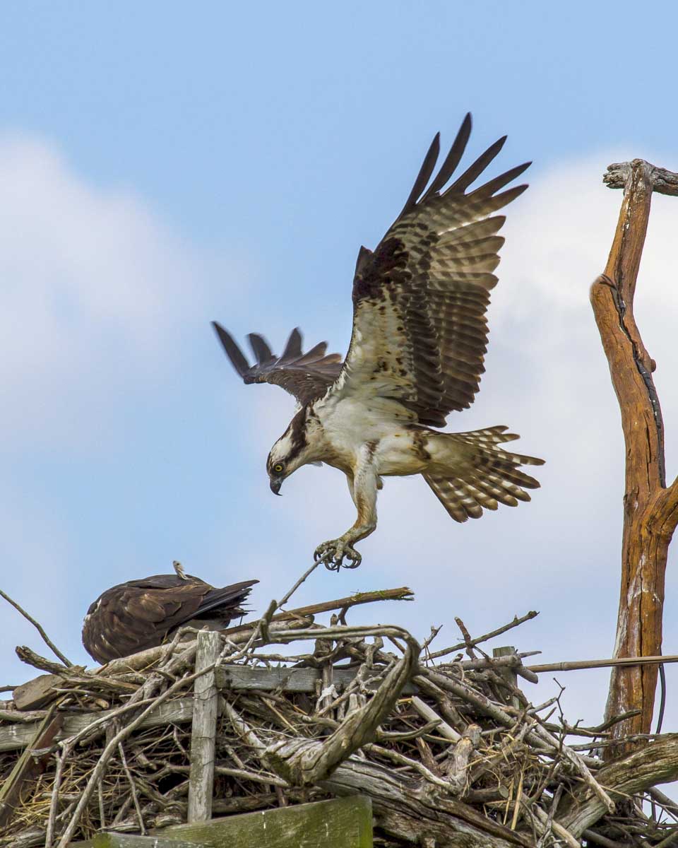 An osprey seen on a wildlife tour from Naples Florida