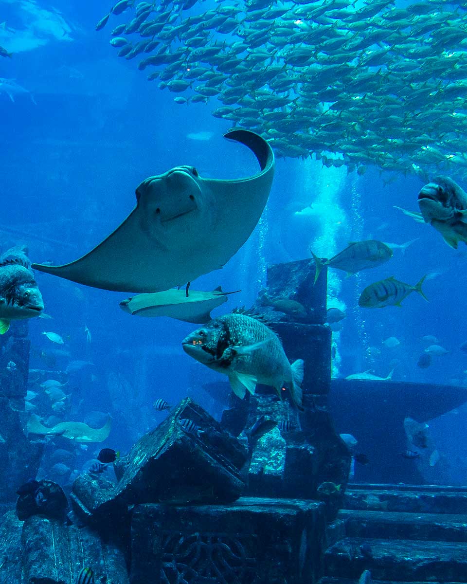 Aquarium-in-Florida Aquarium Tampa Florida