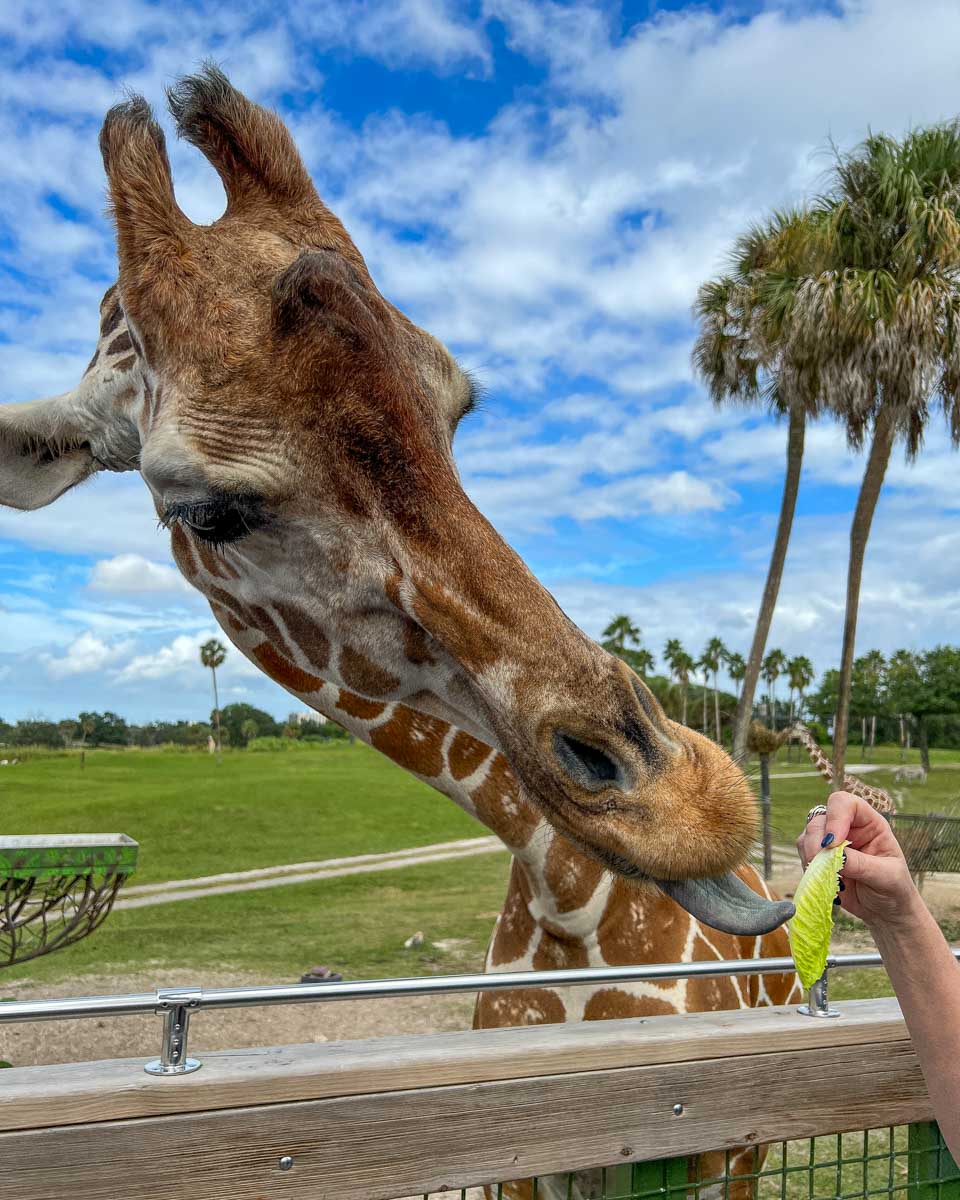 Giraffe seen on a safari in Orlando Florida