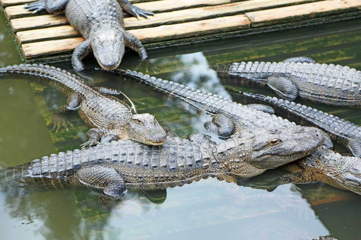 Group of alligators at Gatorland in Orlando Florida