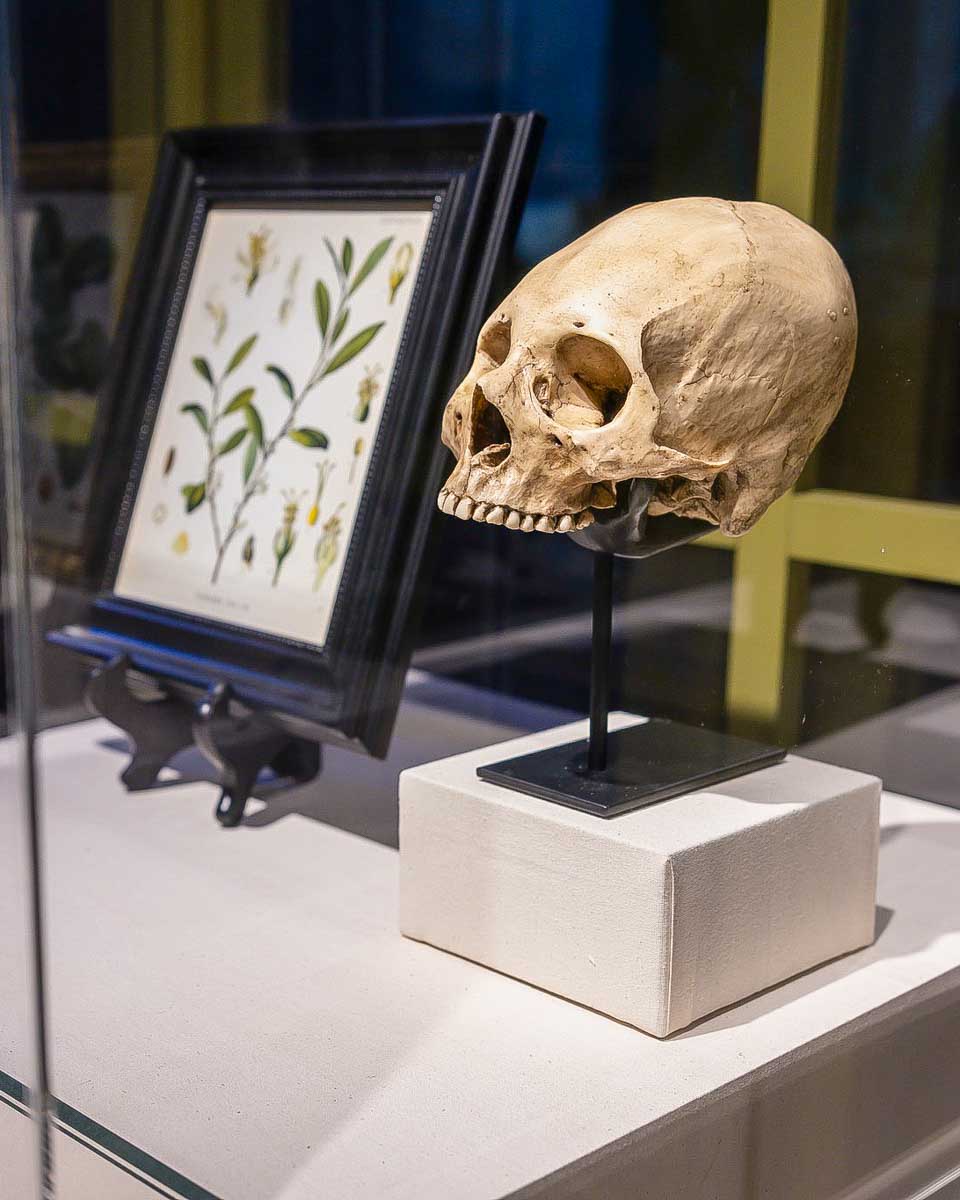 Houston Museum of Natural Science human skull Houston Texas