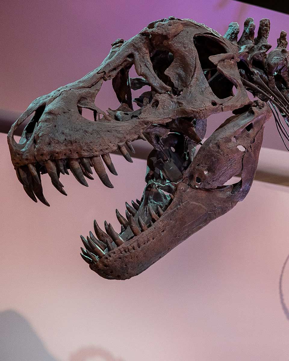 Houston Museum of Natural Science t rex skeleton in Houston Texas