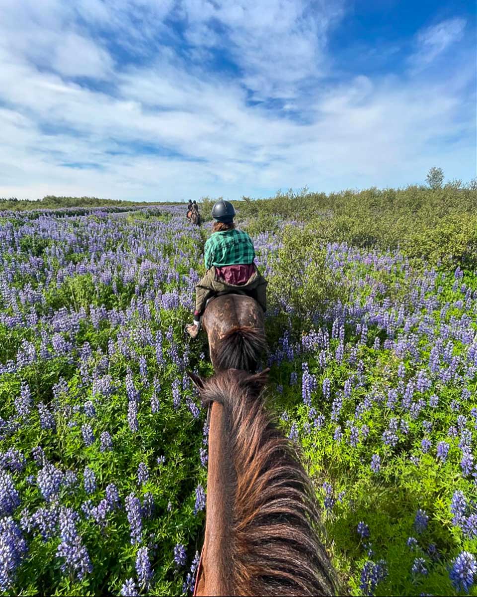 Íshestar horseback riding tours in Iceland persom on a horseback tour from Reykjavik Iceland