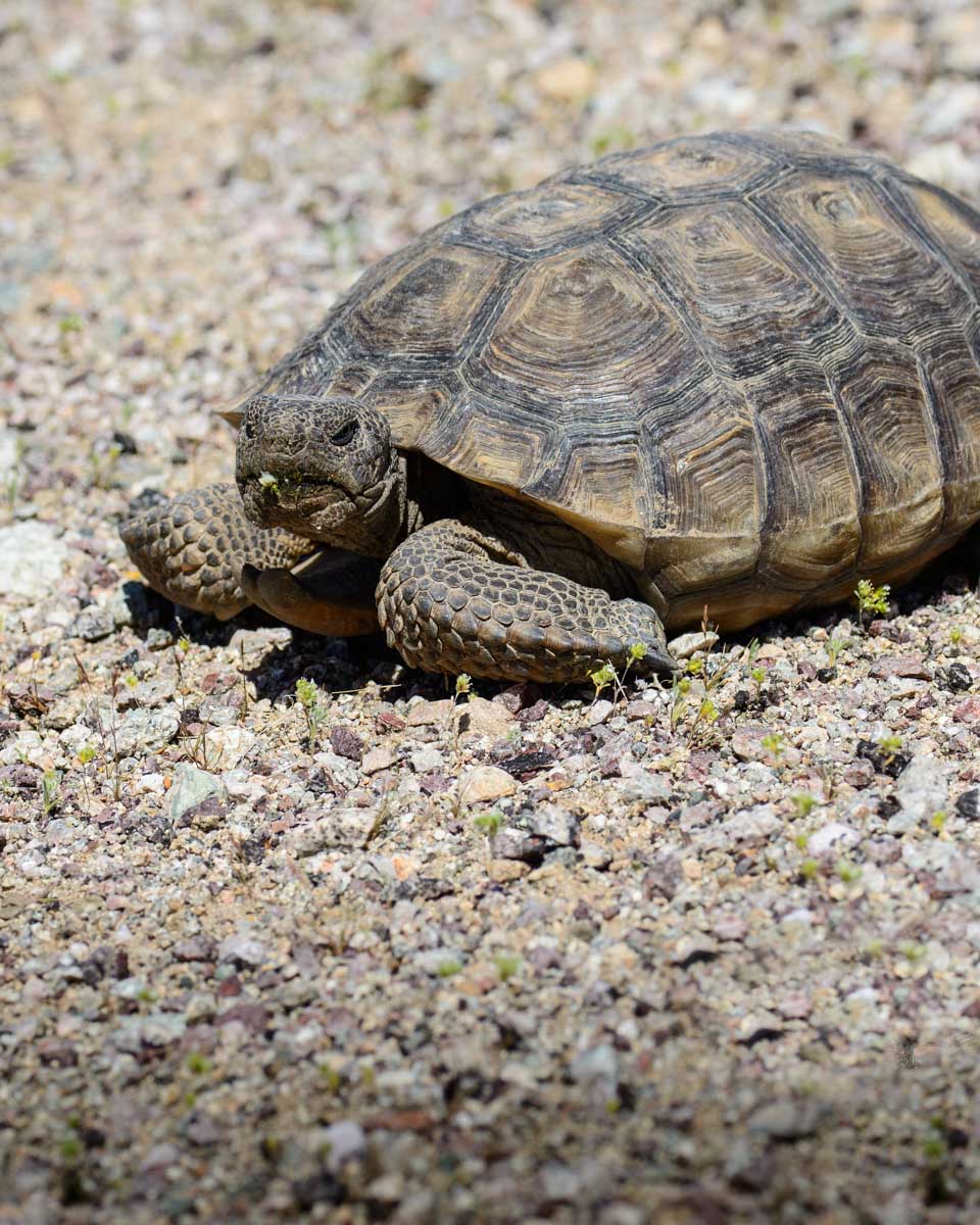 Mojave Desert tortoise seen on a tour from Palm Springs California
