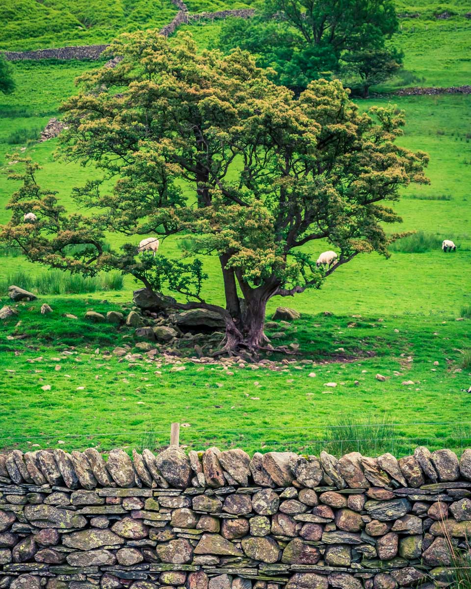 Sheep and a stone wall seen in the Lake District on a tour from Manchester UK