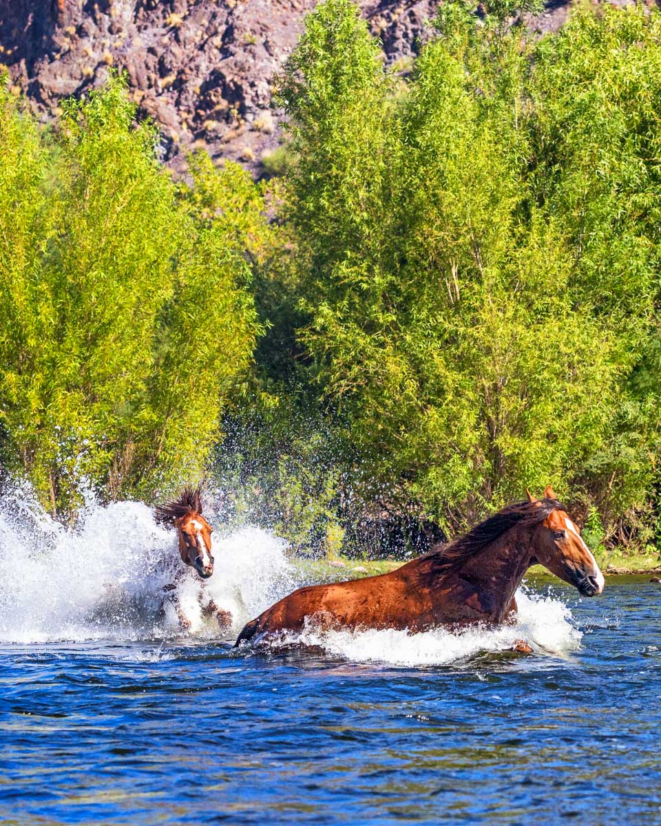 Wild horses seen on a kayaking trip of Salt River from Phoenix Arizona