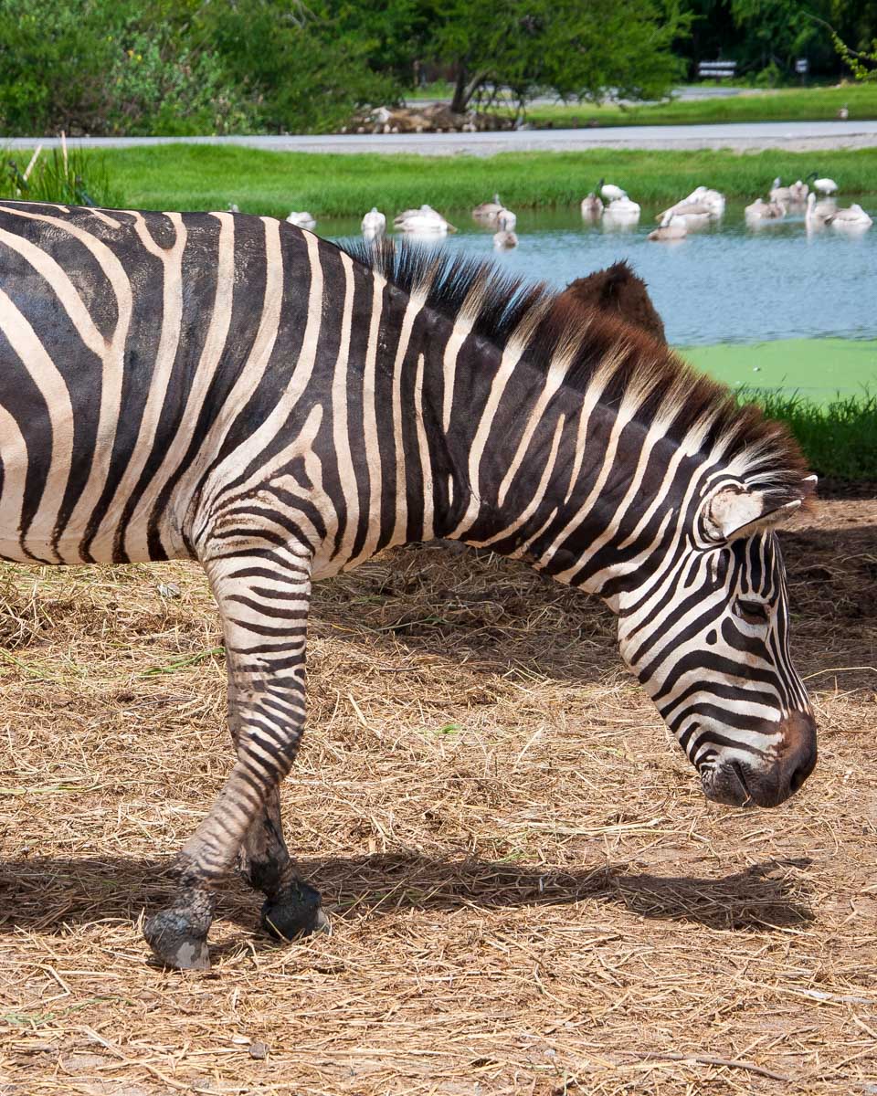 Zebra een on a safari in Orlando Florida