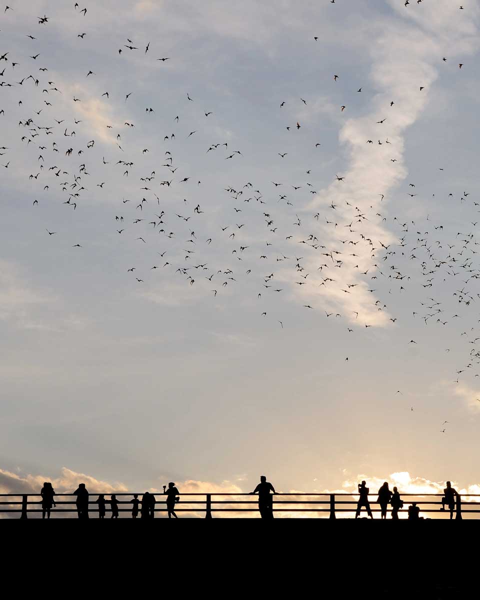 congress avenue bridge bats seen on a kayak tour in Austin Texas