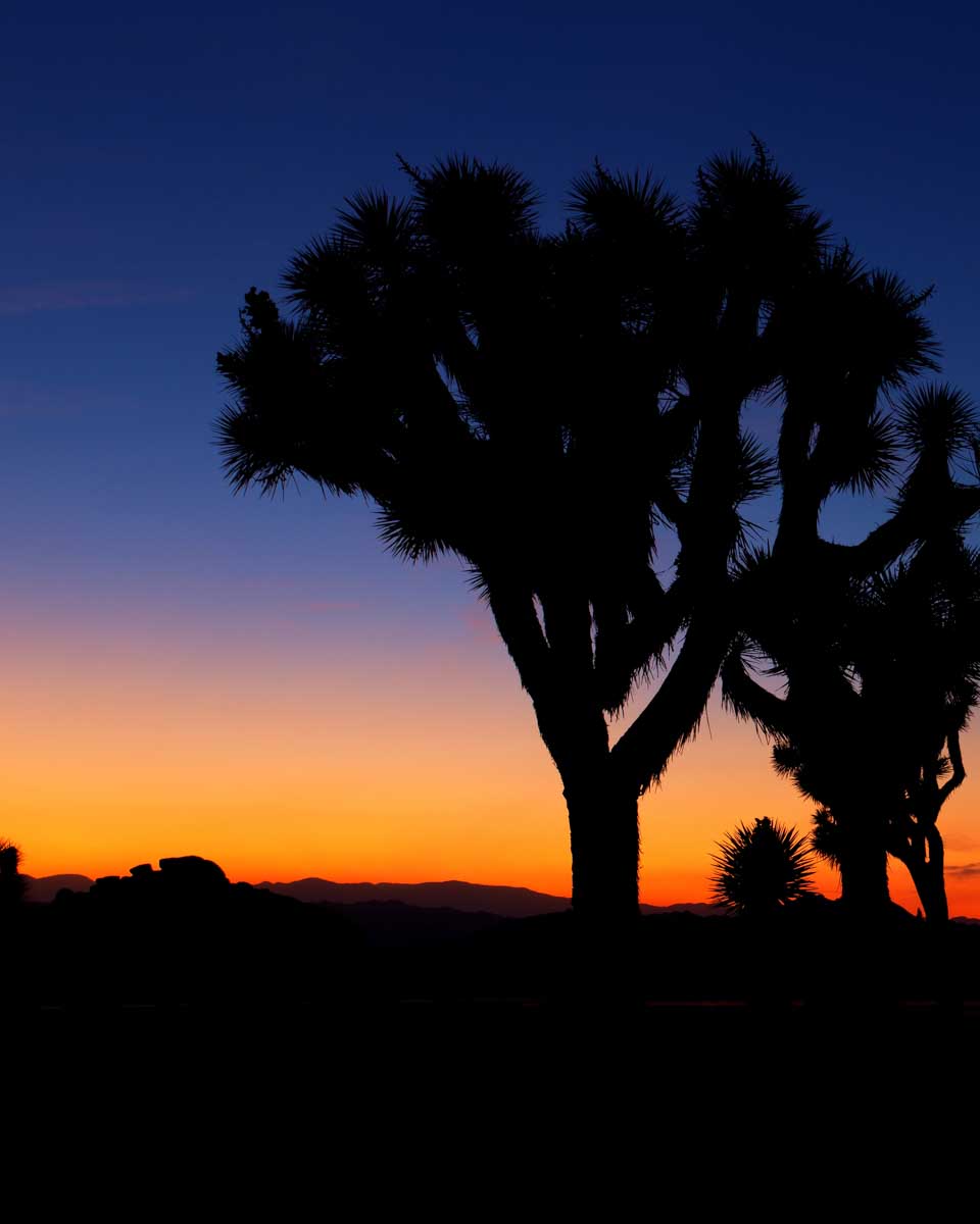 sunset in Joshua Tree National Park seen on a tour from Palm Springs