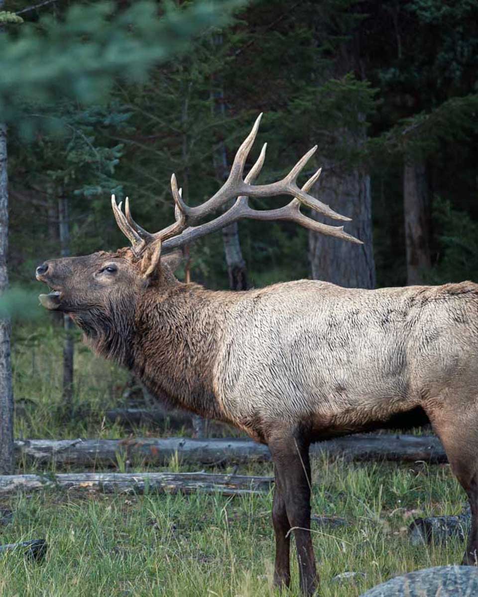 A-Bull-Elk-in-Rocky Mountain National Park seen on a tour from Denver Colorado