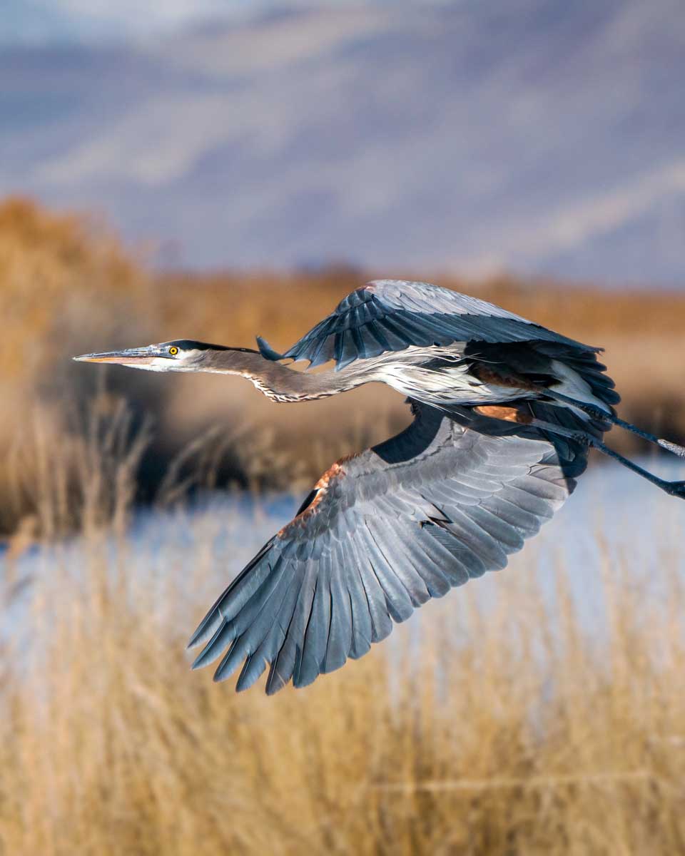 A Great Blue Heron flies over Great Salt Lake in Utah