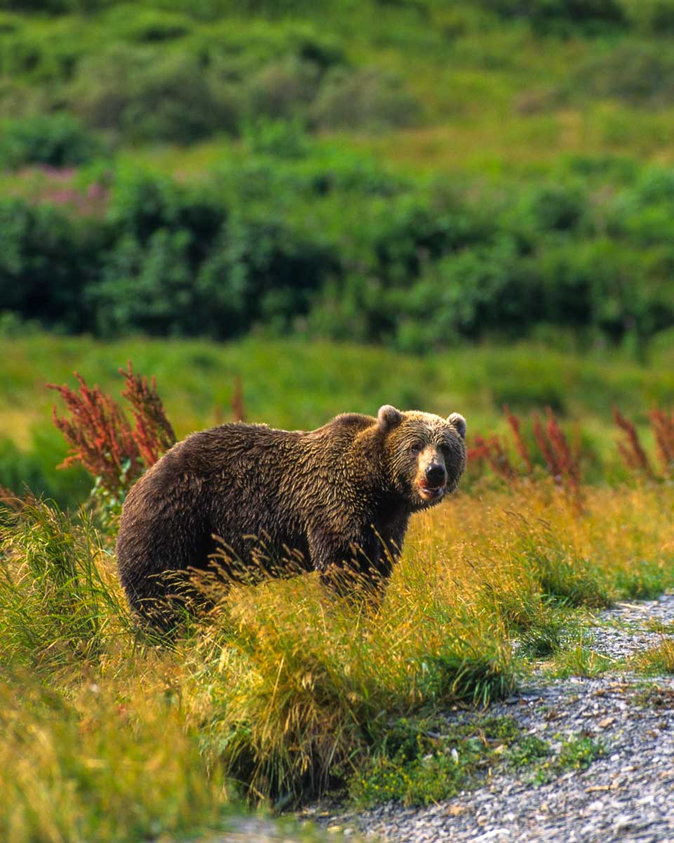 A brown bear seen on a tour from Anchorage Alaska