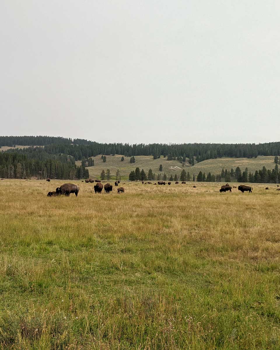 A group of bison seen on a tour to Yellowstone National Park from Jackson Hole Wyoming