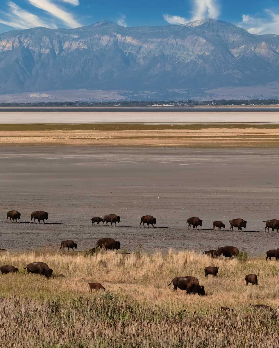 A herd of Buffalo on Antelope Island on a tour from Salt Lake City Utah