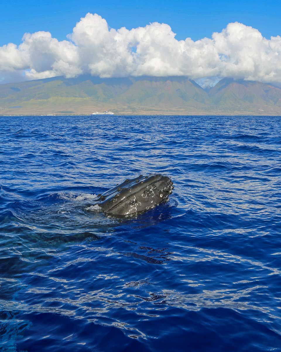 A humpback whale seen on a whale watching tour from Maui Hawaii