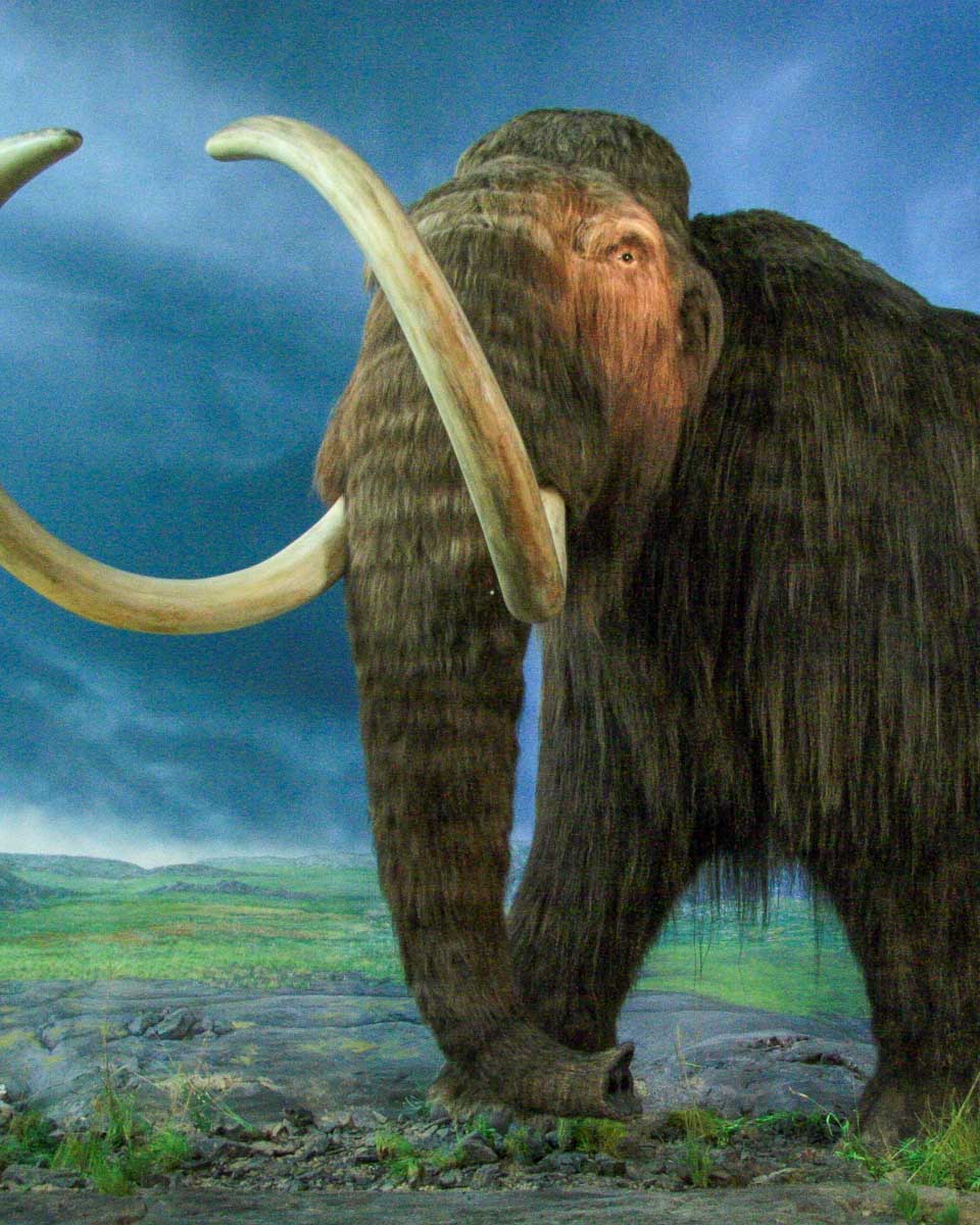 A mammoth at the royal bc museum in Victoria BC