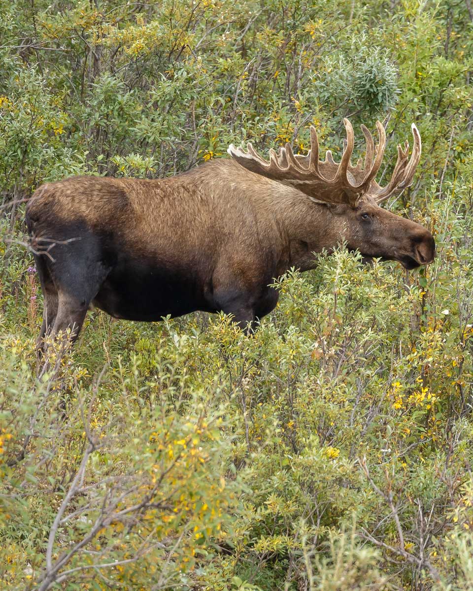 A moose seen on a bike tour from Anchorage Alaska