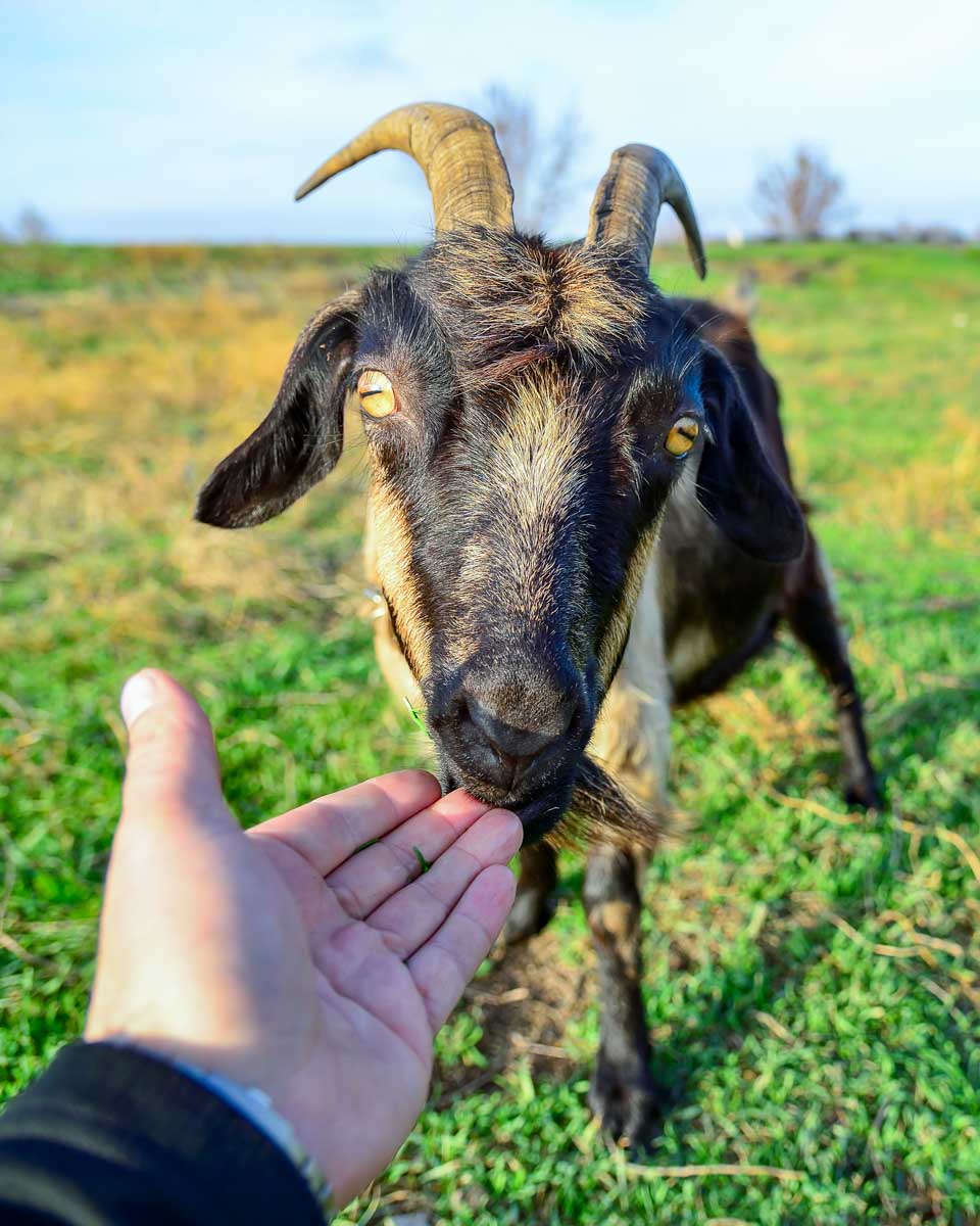 A person hikes with a goat on a tour from Quebec City Quebec