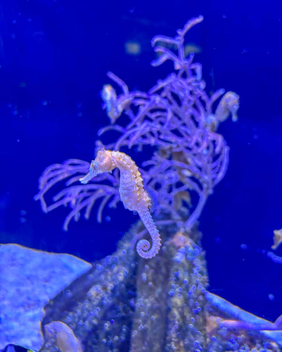 A-seahorse-at-the-New England Aquarium in Boston Massachusetts