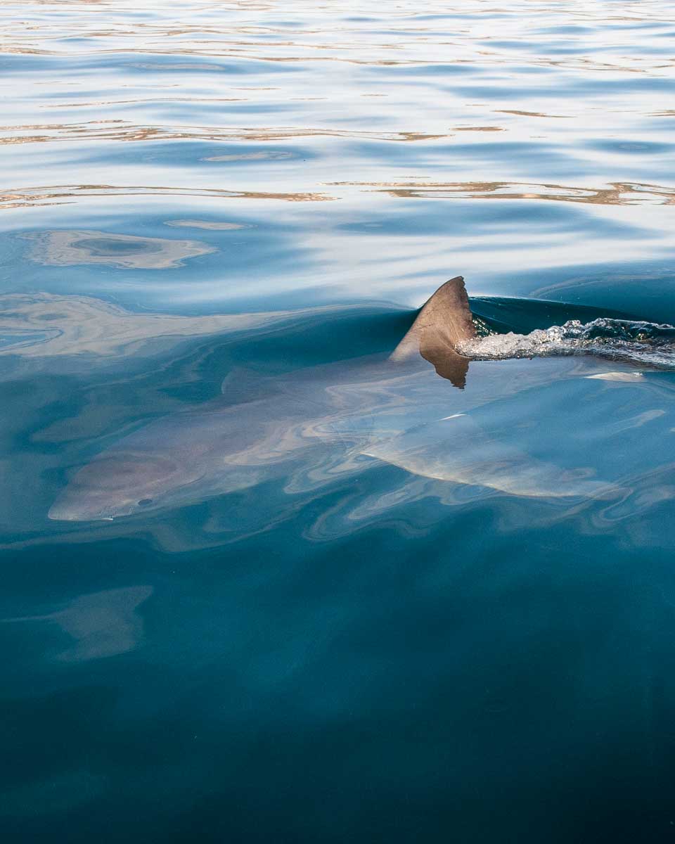 A shark seen on a wildlife tour from Key West Florida