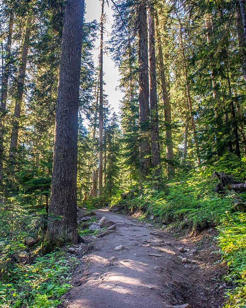 A trail through the forest on a hike with goats from Quebec City Quebec