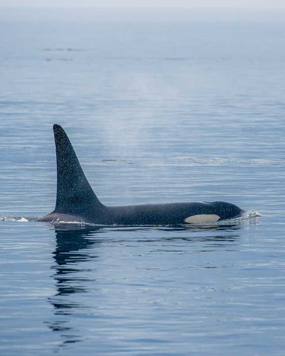 An orca seen on a whale watching tour from Victoria BC