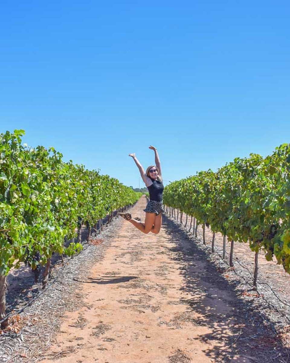 Bailey-jumps-up-in-the-air-between-two-vines-on-a-winery-tour-from-San-Francisco