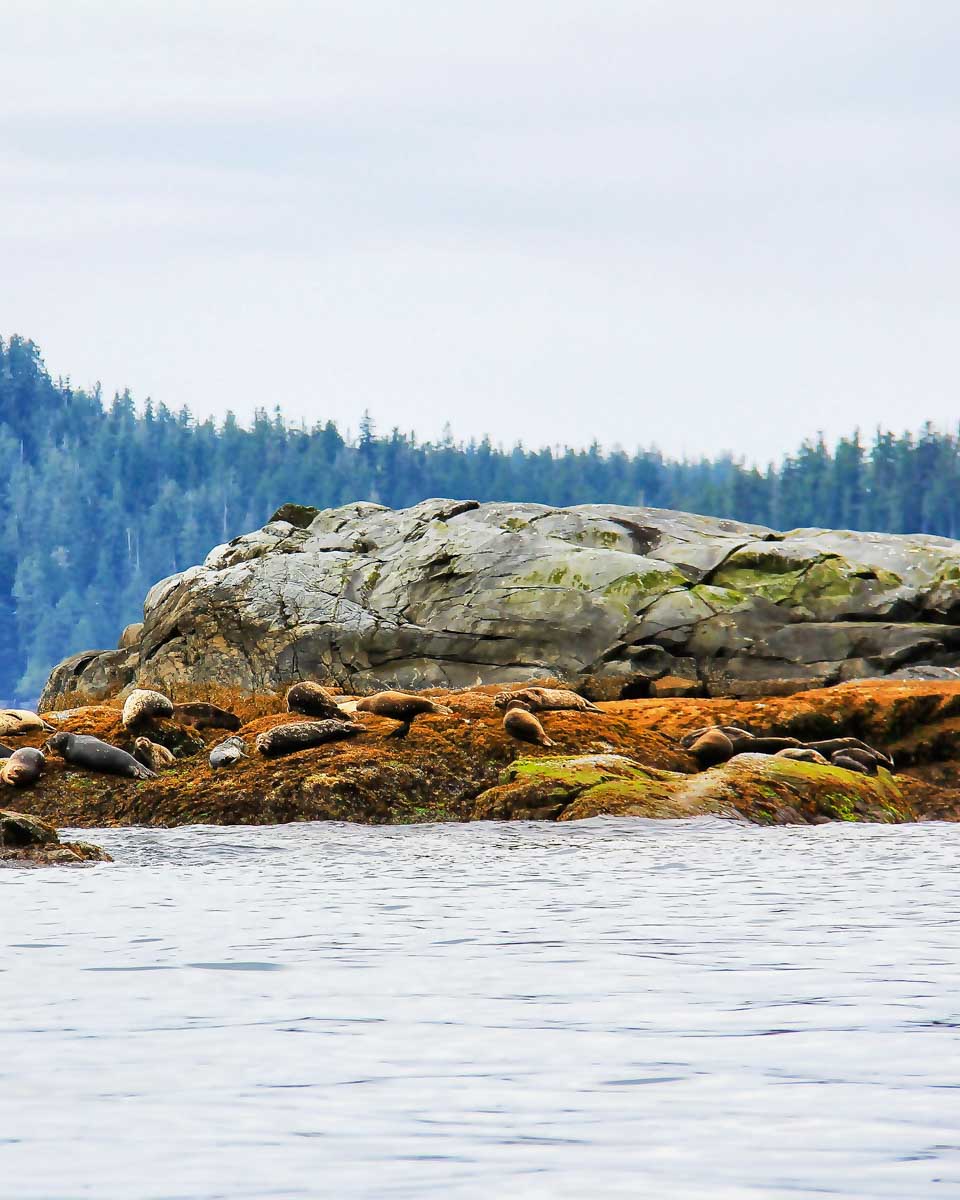 British Columbia in the Strait of Juan de Fuca Victoria sea lions seen on a whale watching tour
