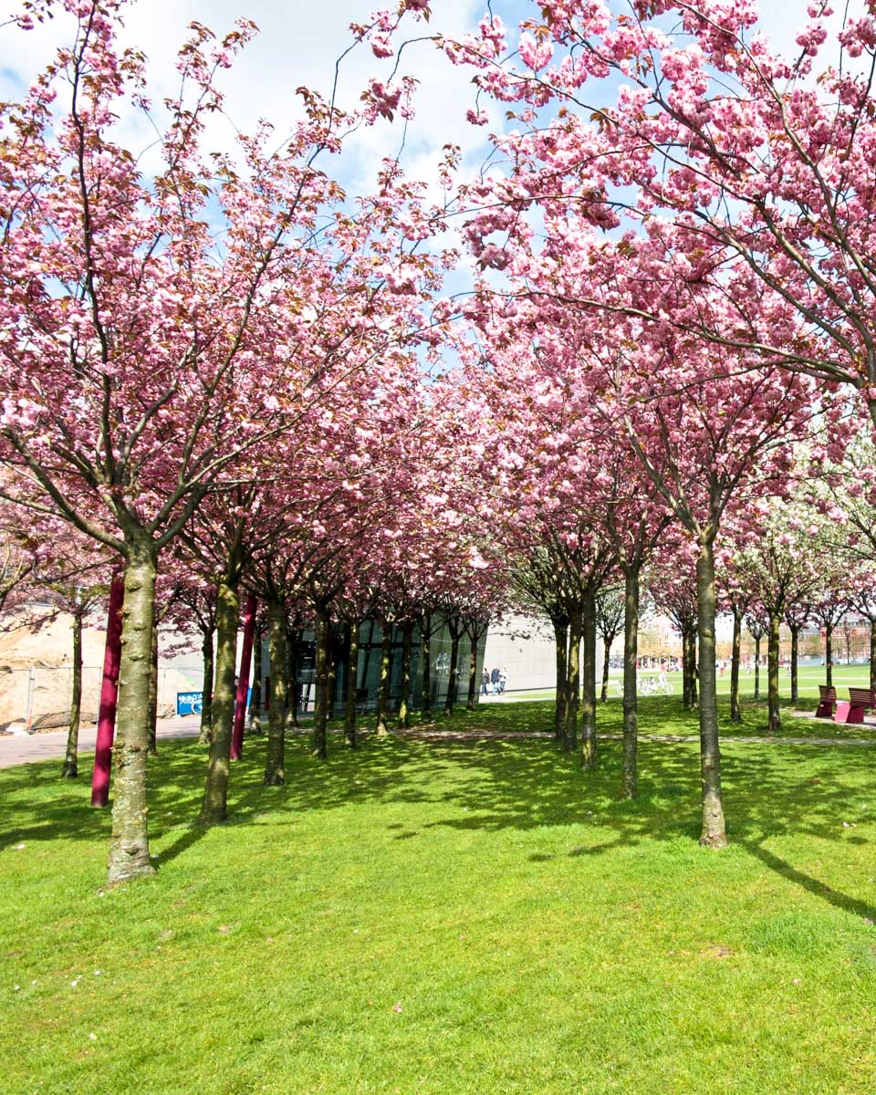 Cherry blossoms bloom in a park in Amsterdam