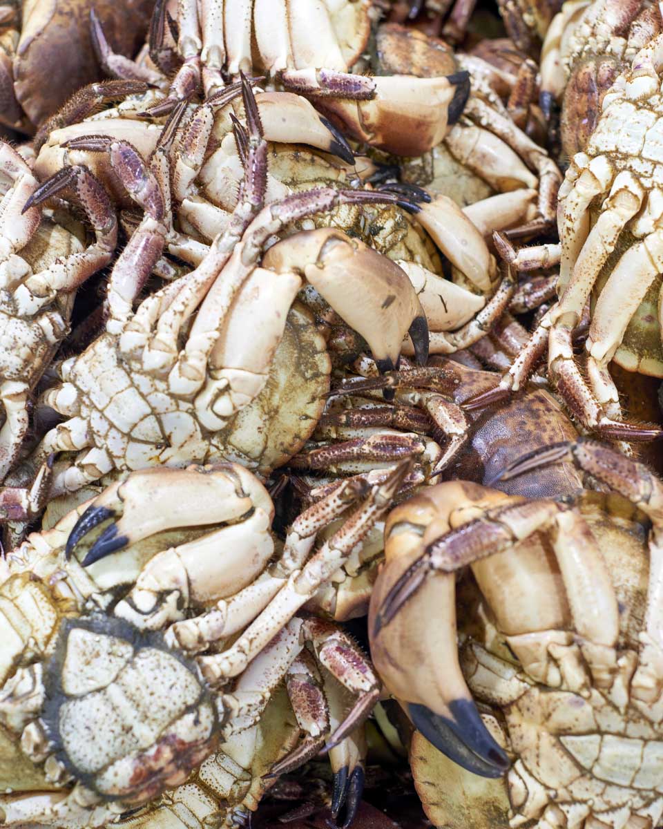 Crabs on display at a crab stand on the Fishermans Wharf in San Francisco California