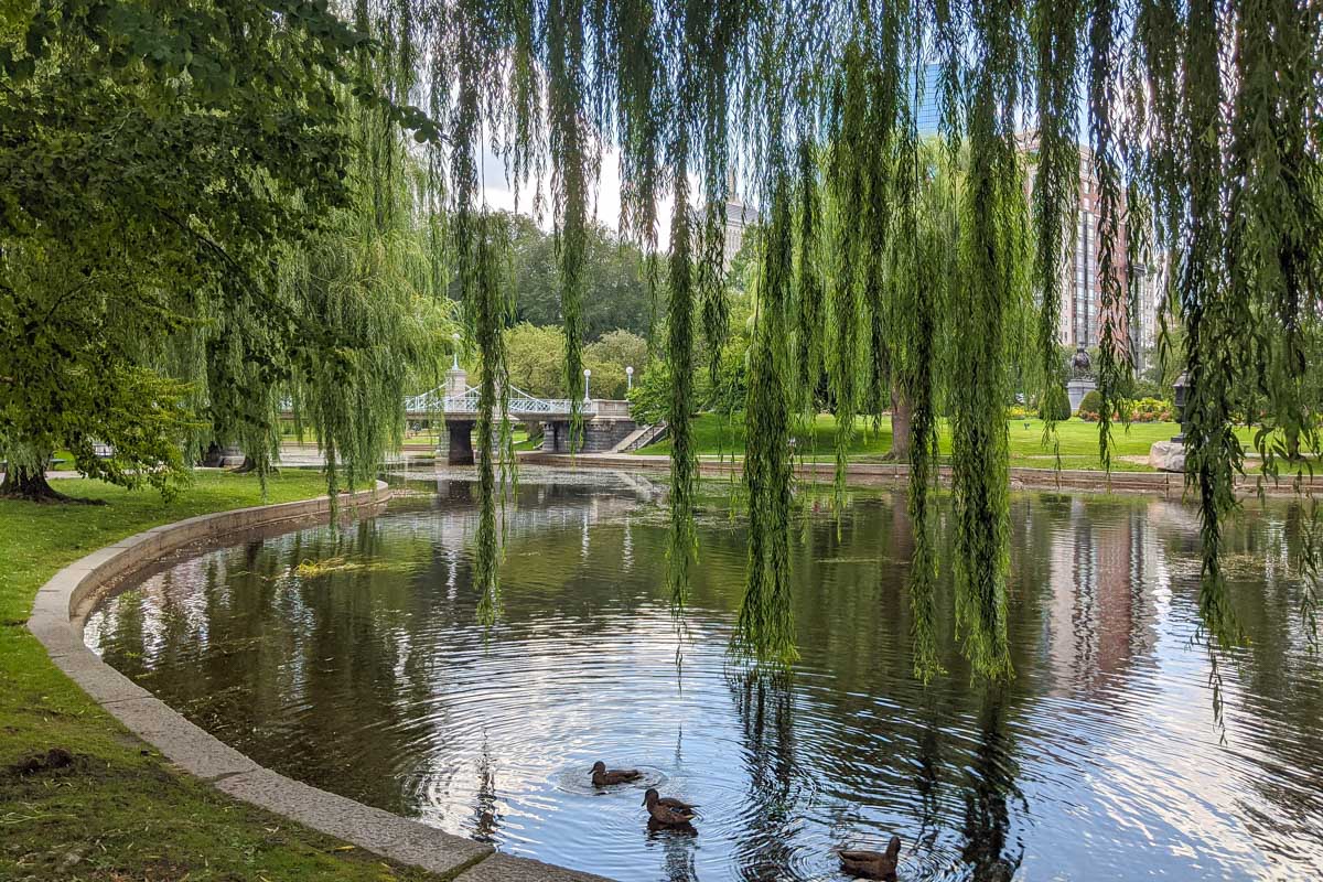 Ducks in a pond of the Boston Common in Boston Massachusetts