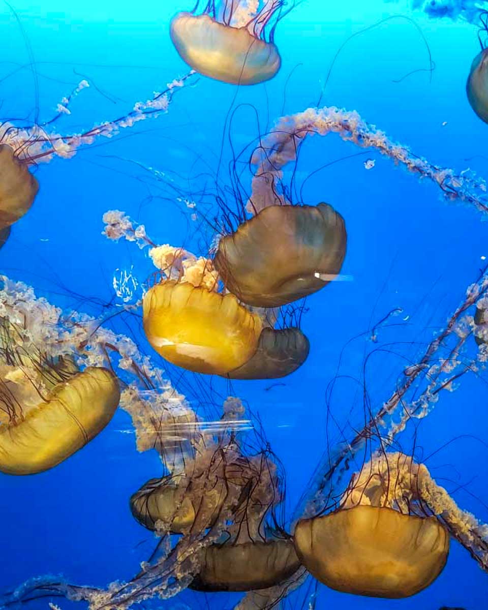Jelly-fish-in-a-display-at-the-Sea Life-Aquarium-in Minneapolis Minnesota
