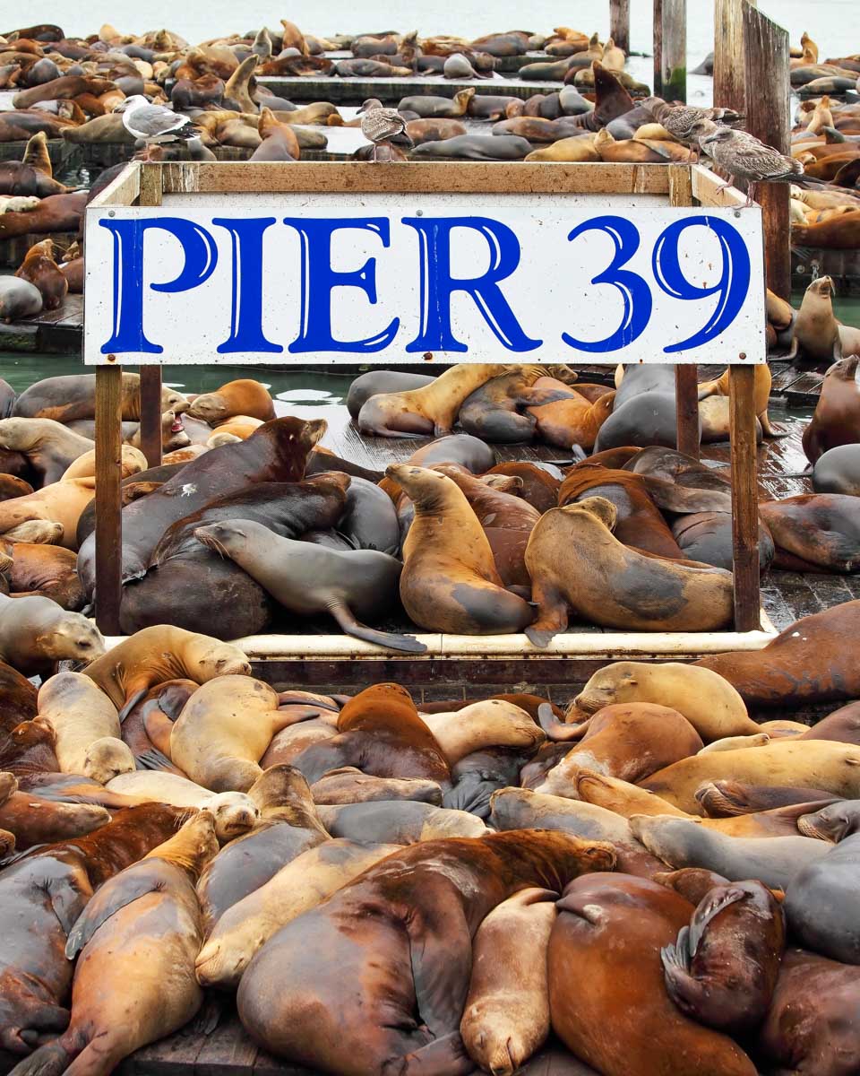 Pier 39 at the Fishermans Wharf in San Francisco California