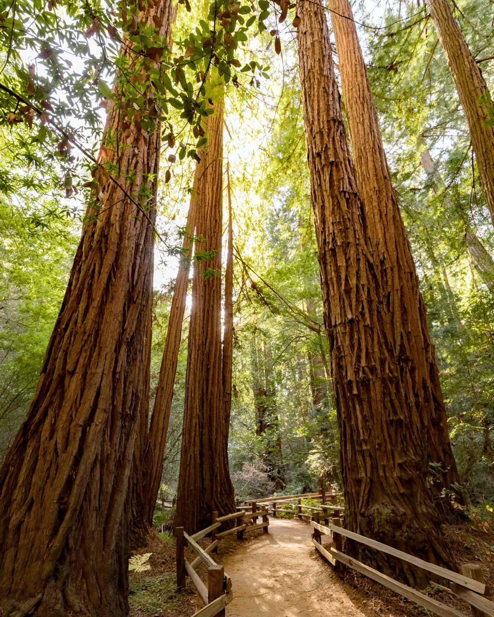 Redwoods trees in Muir Woods seen on a tour from San Francisco