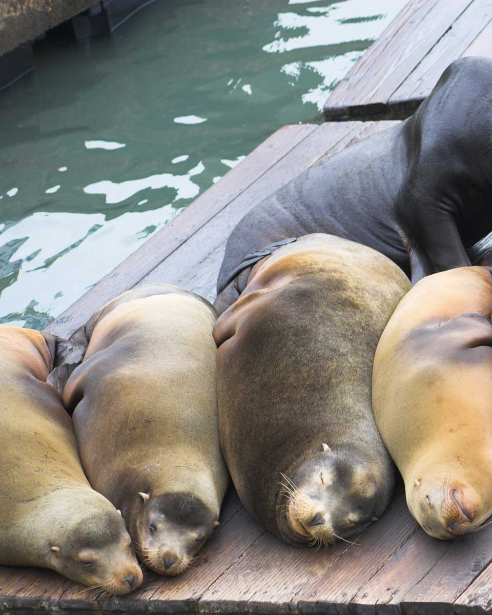 Seals sleeping on a dock seen on a tour in San Diego California