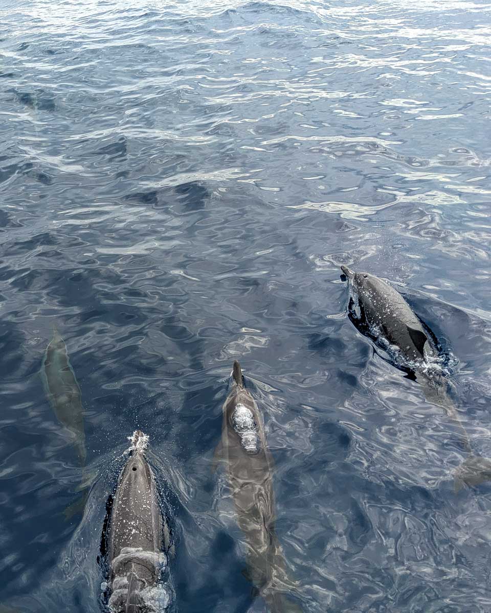 Several-dolphins-seen-on-a-tour-from-San-Diego-California
