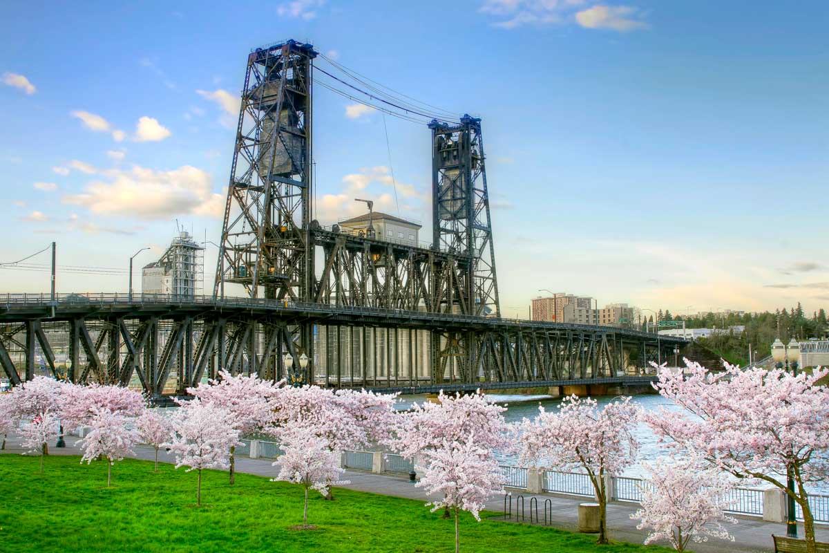 Steel Bridge and Cherry Blossom Trees in Portland Oregon United States