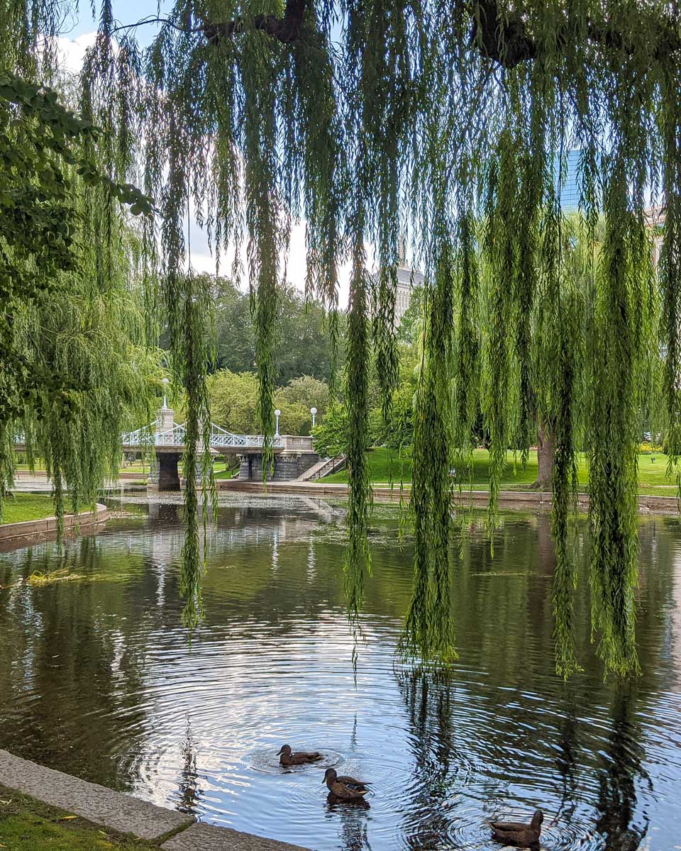 The Boston Public Garden in Boston Massachusetts