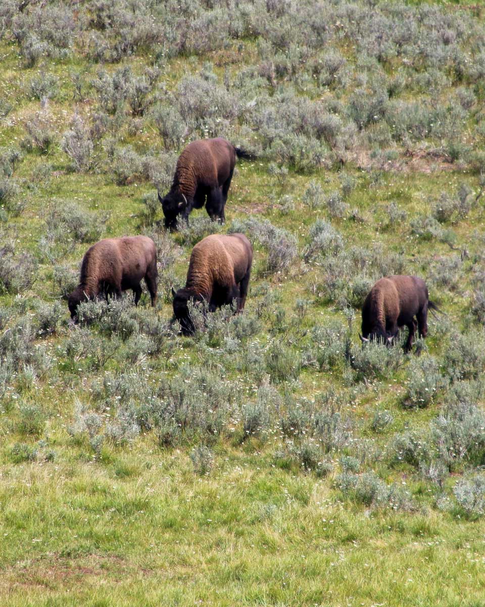 A bison seen on a Catalina Island wildlife tour California
