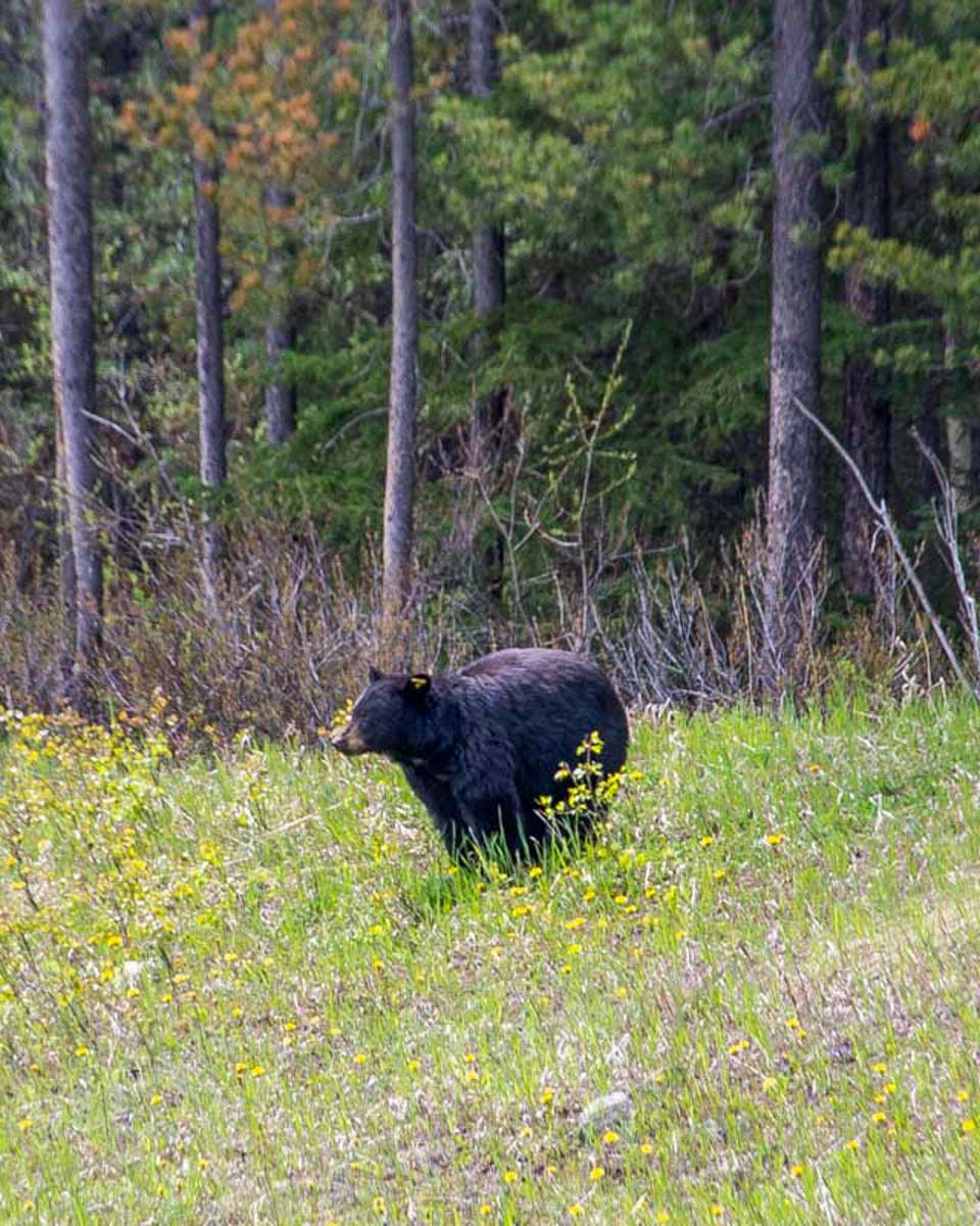A-black-bear-eats-grass-on-a-tour-from-Jasper