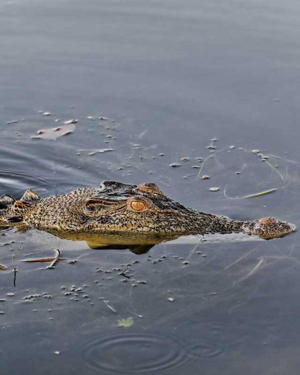 A-crocodile-in-Kakadu on a tour from Darwin Australia