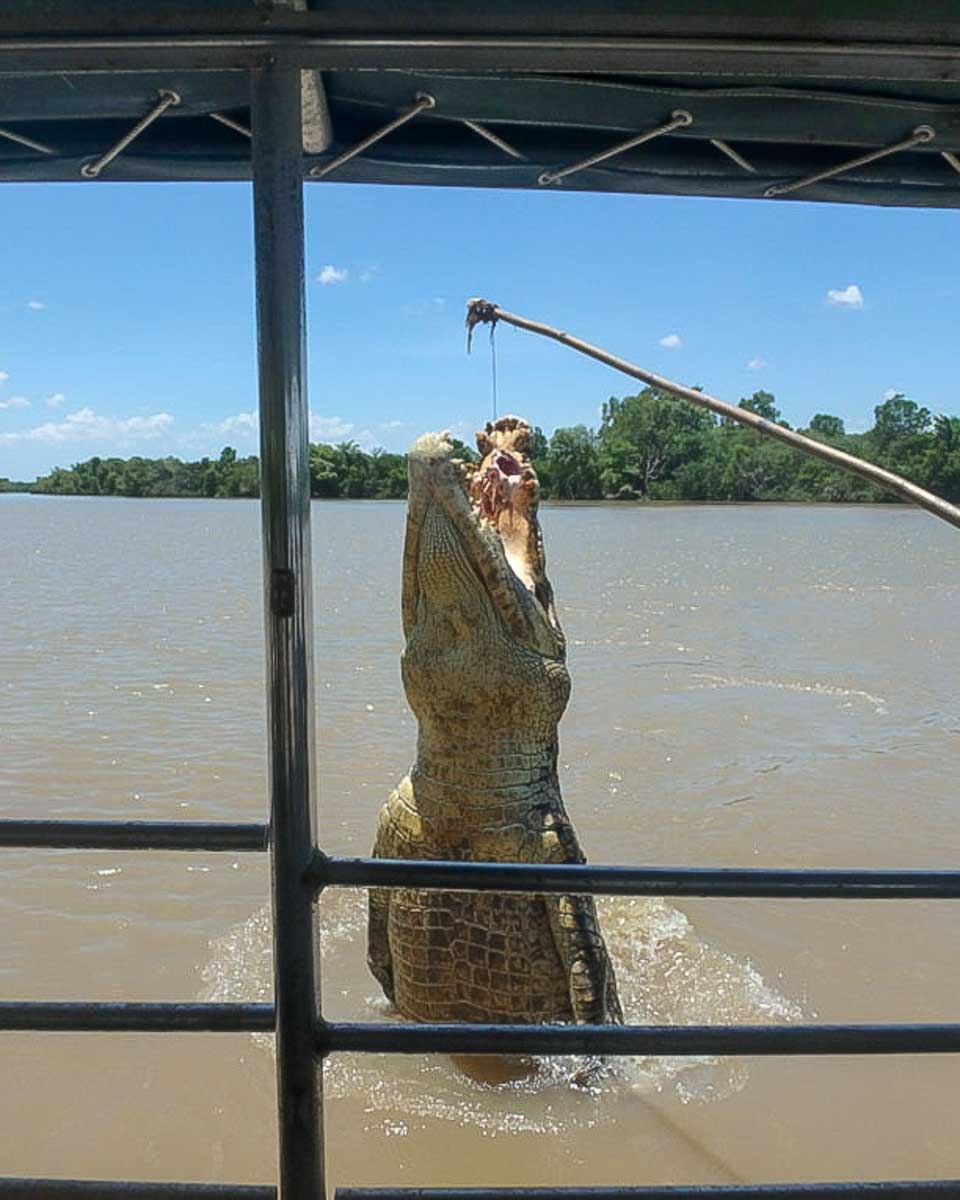 A-crocodile-jumps-out-of-the-water-at-Litchfield-National-Park-on-a-tour-from-Darwin-Australia
