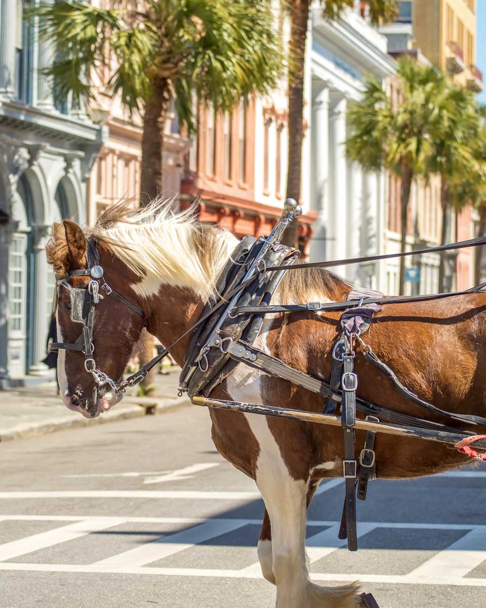 A-horse-and-carriage-seen-in Savannah Georgia