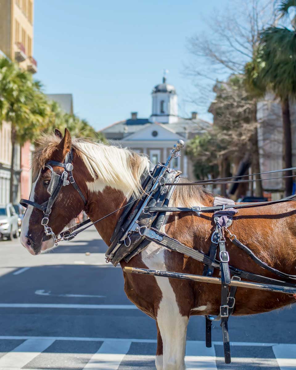 A-horse-and-carriage-seen-on-a-history-tour-of-Charleston-South-Carolina from Myrtle Beach