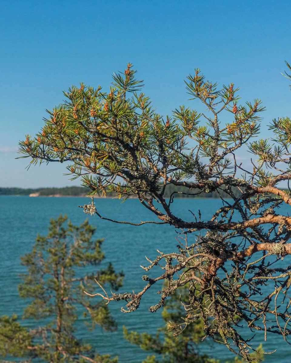 A pine tree seen on one of the archipelagos near Helsinki Finland