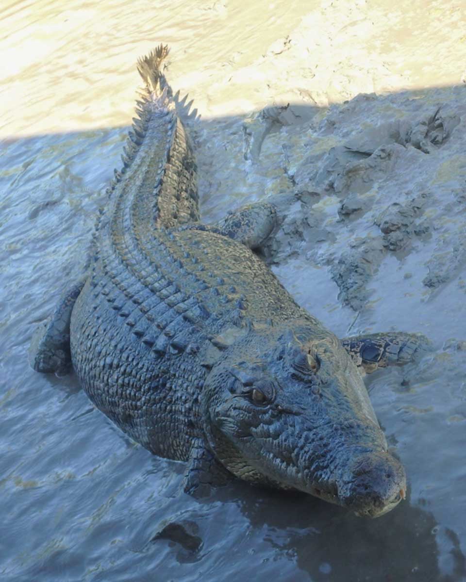 A-saltwater-crocodile-seen-on-a-Corroboree-Billabong-cruise-from-Darwin-Australia